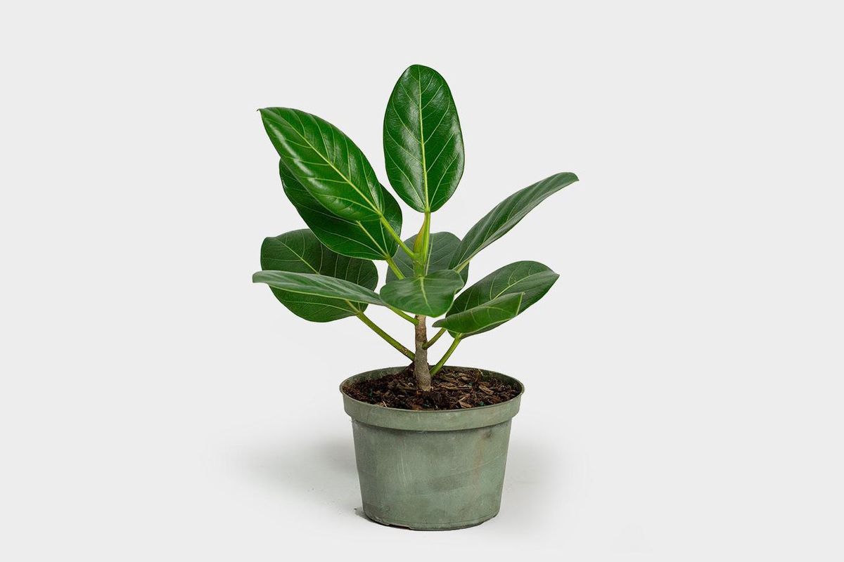 Ficus Audrey Plant - 6" Container