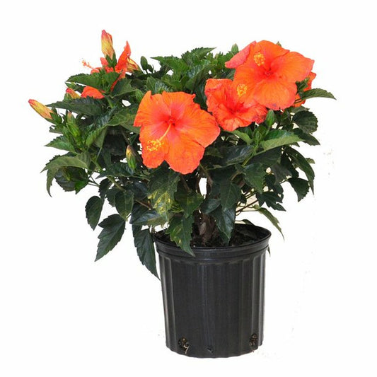 Hibiscus Plant - 6" Container