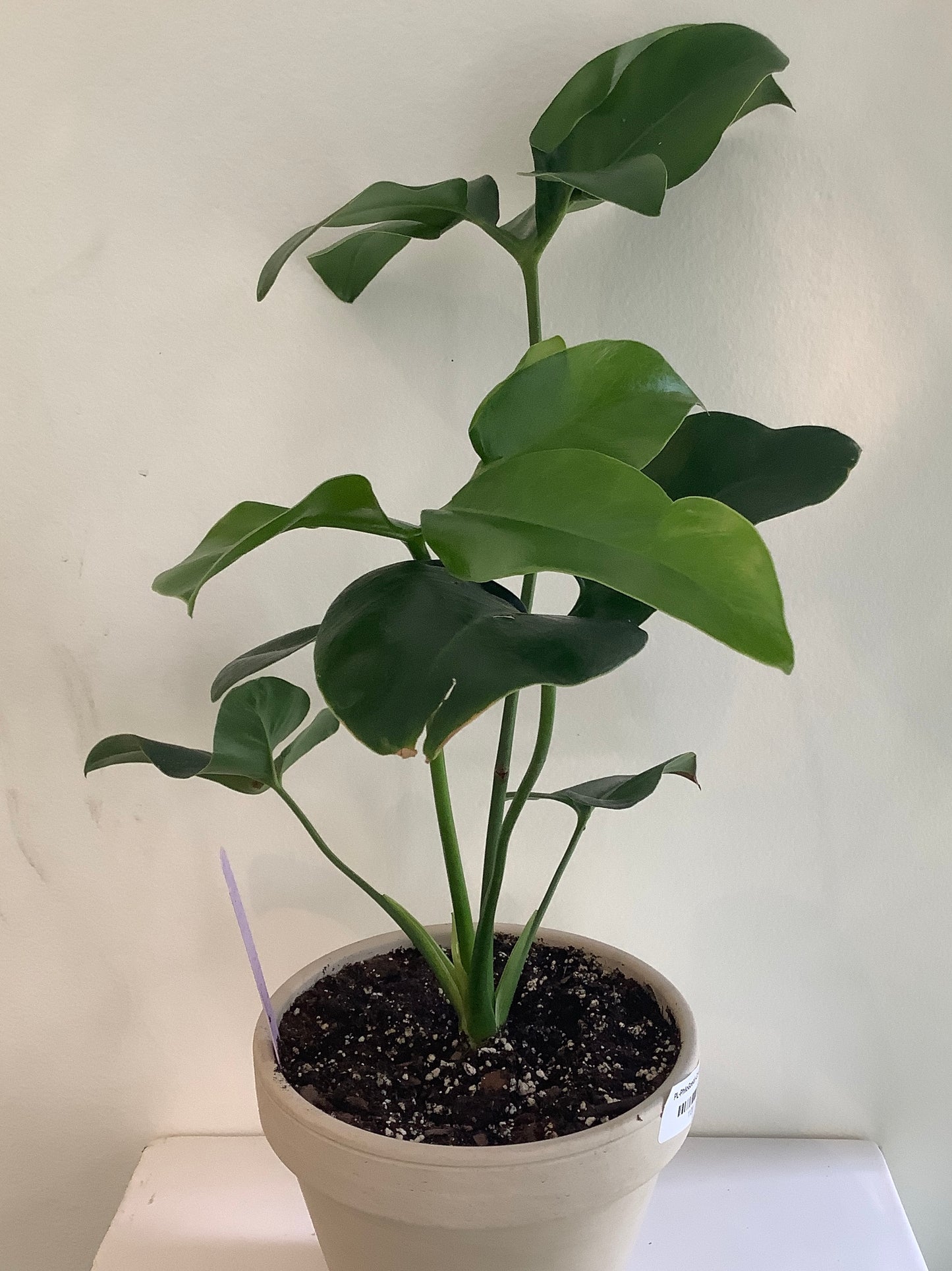 Philodendron Goeldii "Finger Leaf" Plant - 6" Container