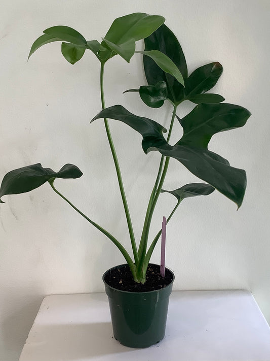 Philodendron Goeldii "Finger Leaf" Plant - 4" Container