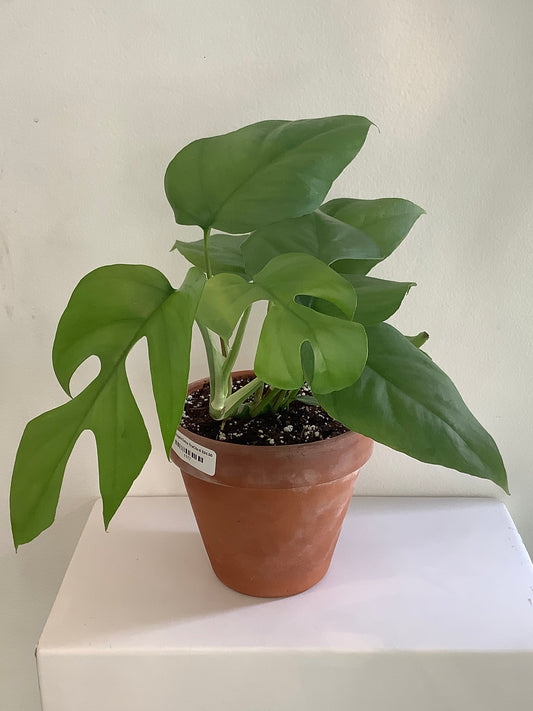 Rhaphidophora Tetrasperma "Mini Monstera" Plant - 6" Container