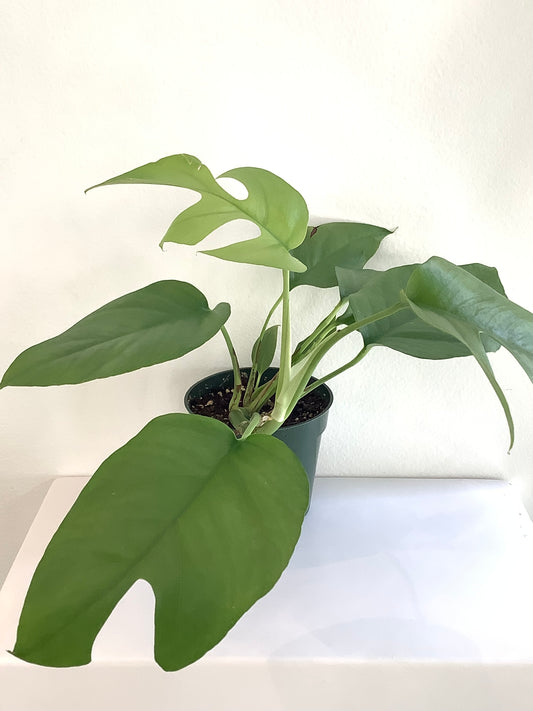 Rhaphidophora Tetrasperma "Mini Monstera" Plant - 4" Container