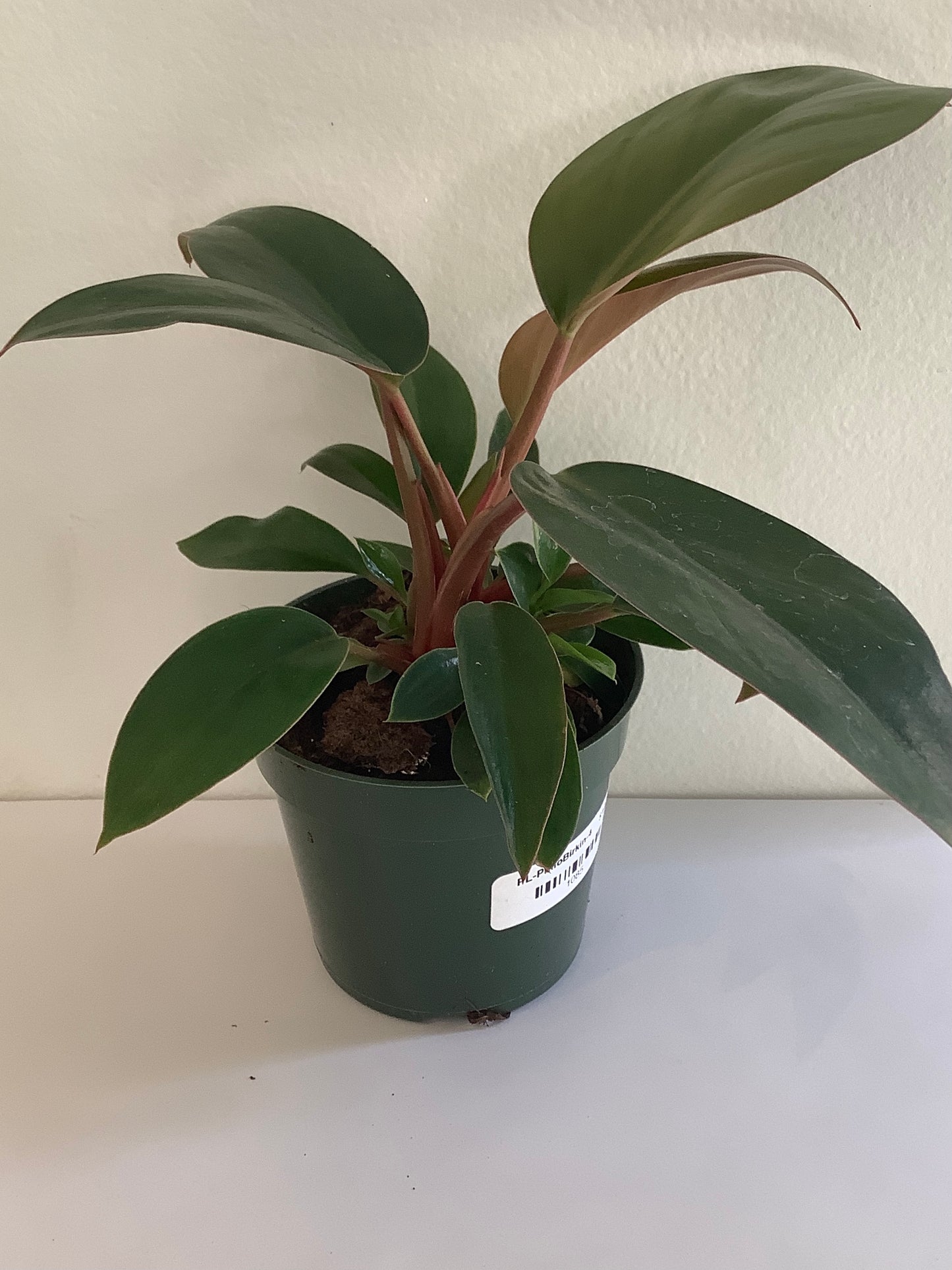 Philodendron Birkin Plant - 4" Container