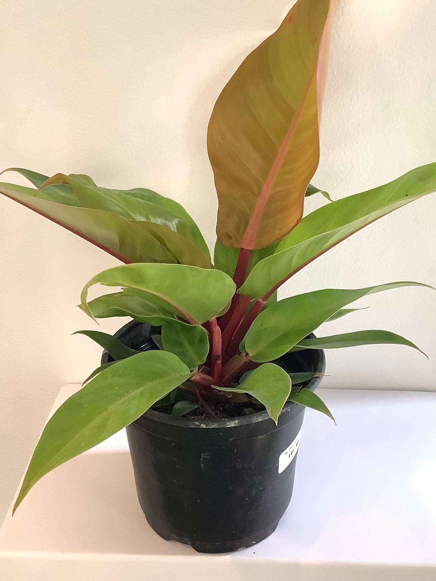 Philodendron "Prince of Orange" Plant - 6" Container