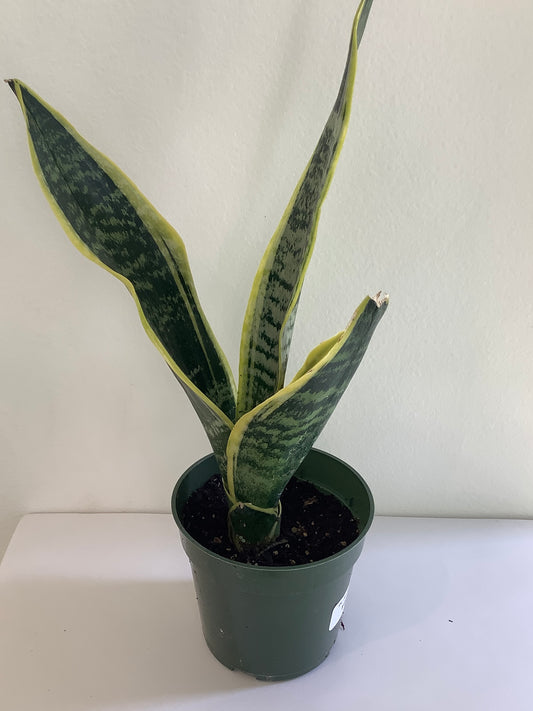 Sansevieria "Snake" Plant - 4" Container