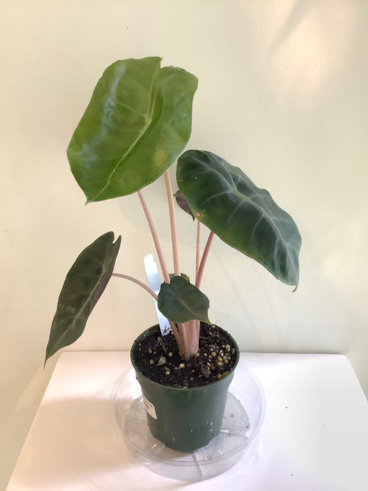 Alocasia "Pink Dragon" Plant - 4" Container