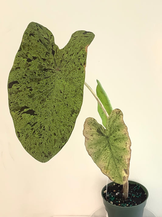 Colocasia "Elephant Ear" Plant - 4" Container