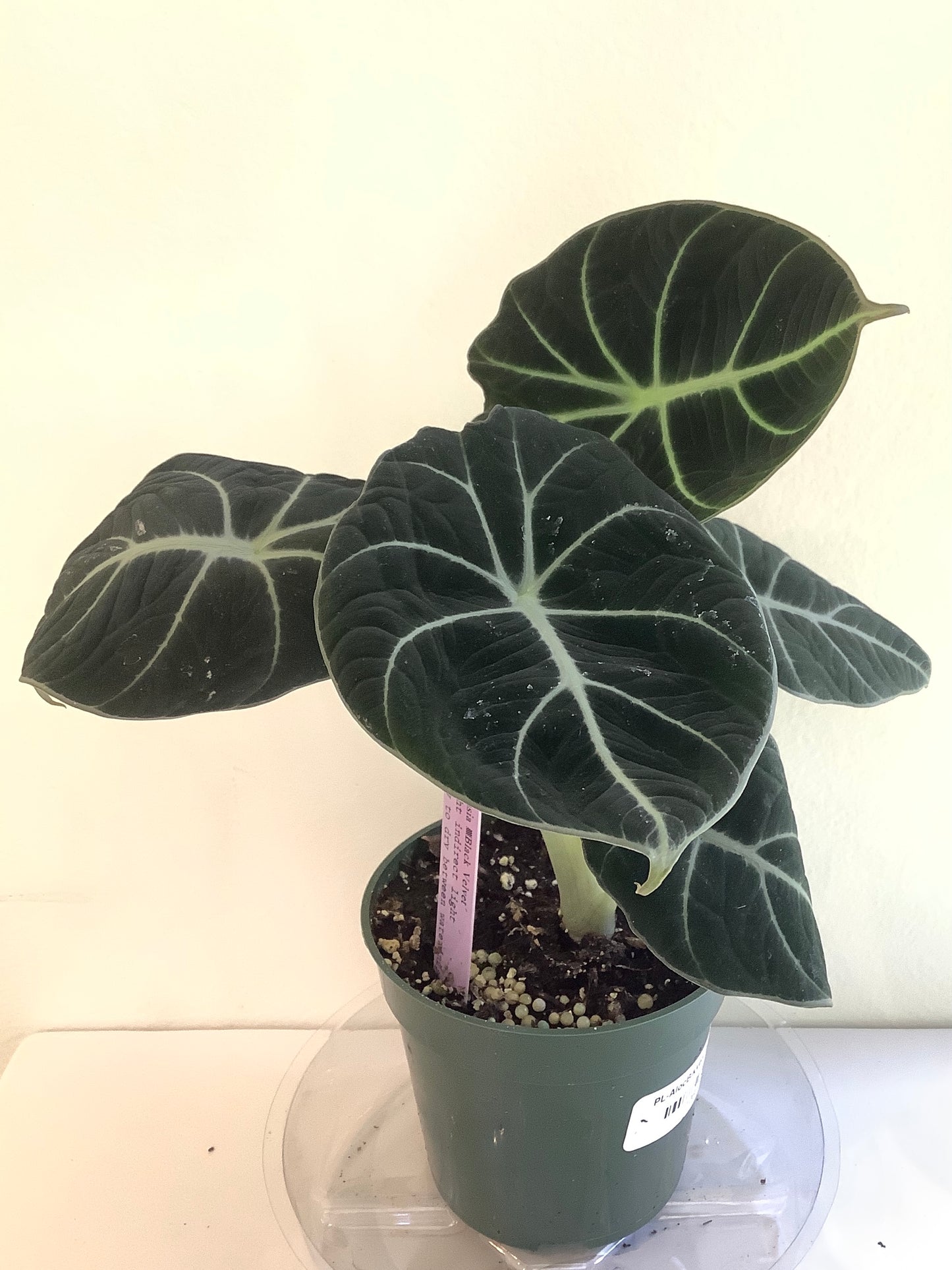 Alocasia Reginula "Black Velvet" Plant - 4" Container