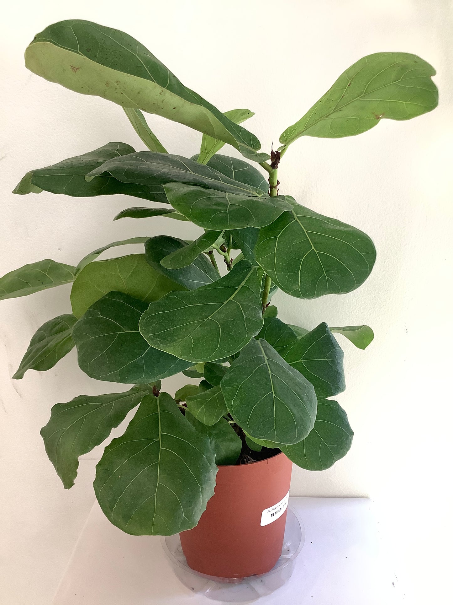 Ficus Lyrata "Fiddle-Leaf Fig" Plant - 6" Container