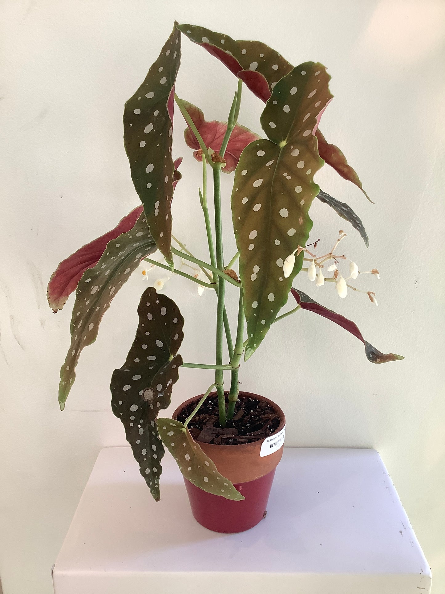Begonia Maculata "Polka Dot" Plant - 4" Container