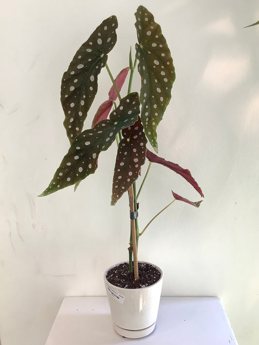 Begonia Maculata "Polka Dot" Plant - 4" Container