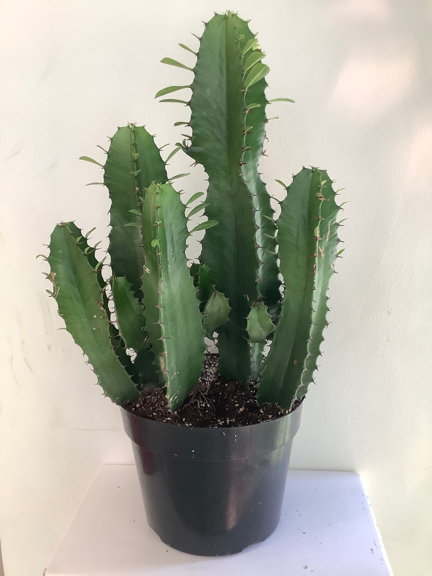 Cactus Plant - 8" Container