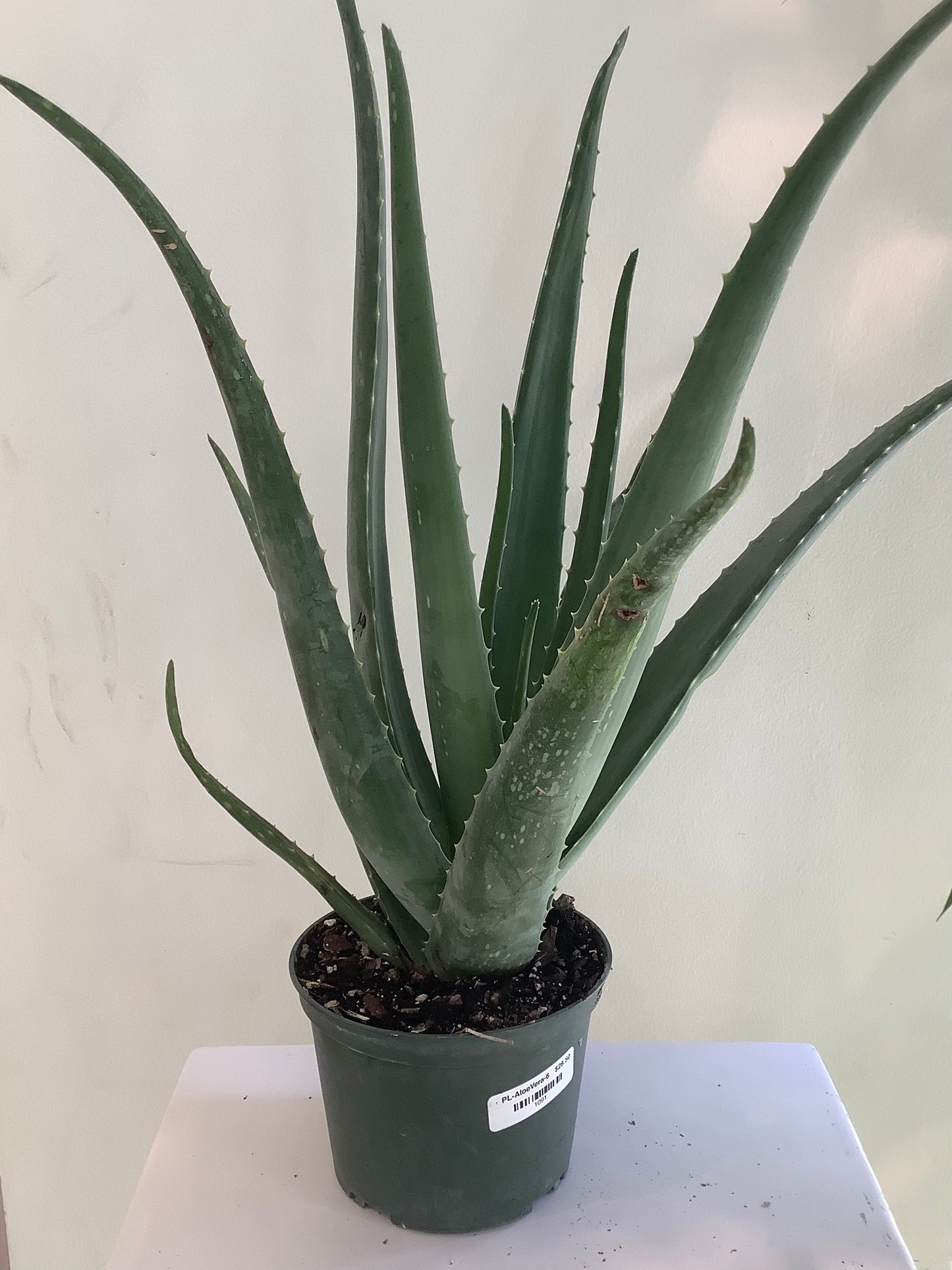 Aloe Vera Plant - 6" Container