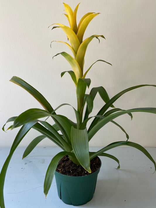 Bromeliad Plant - 6" Container