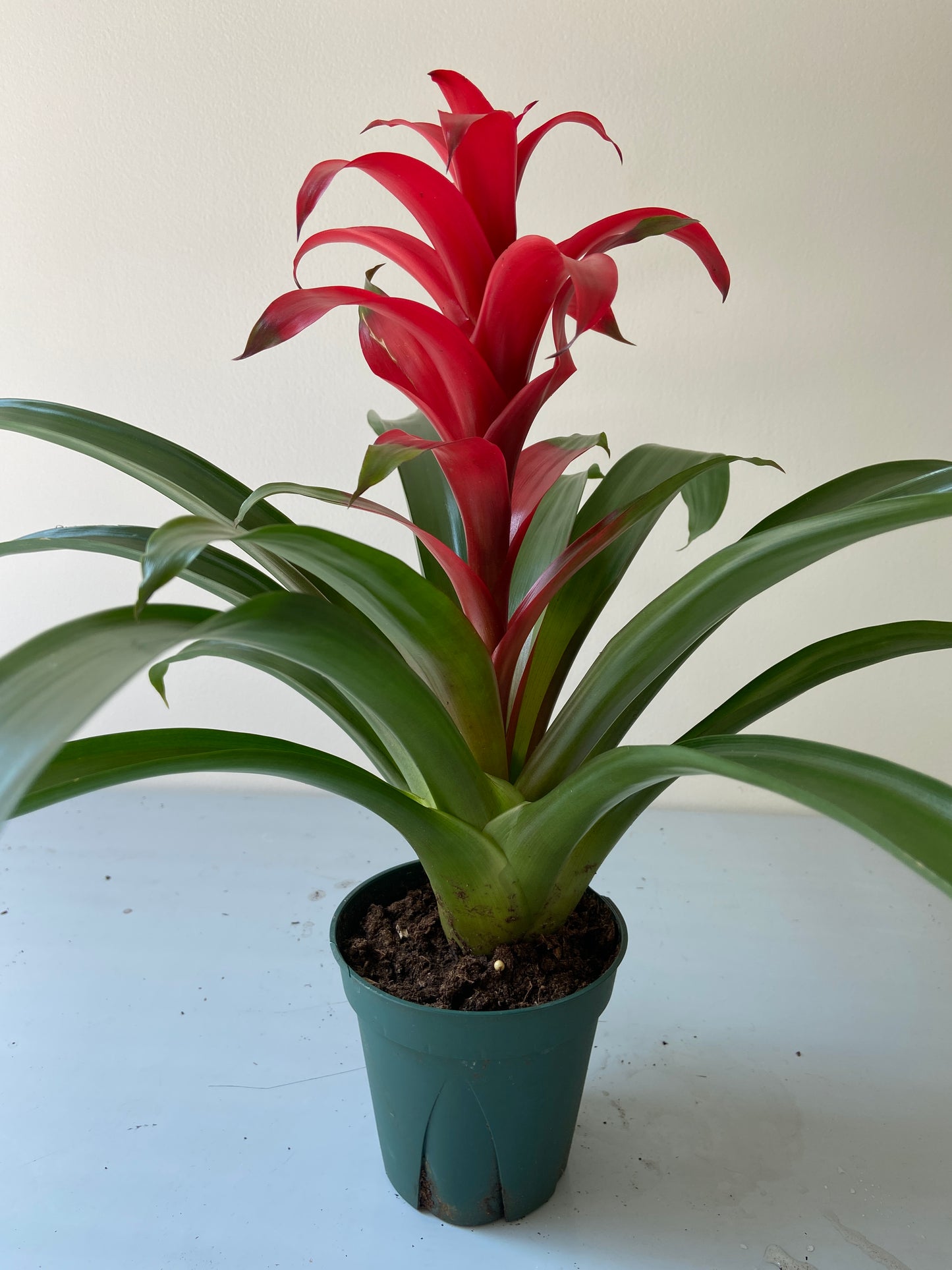 Bromeliad Plant - 5" Container