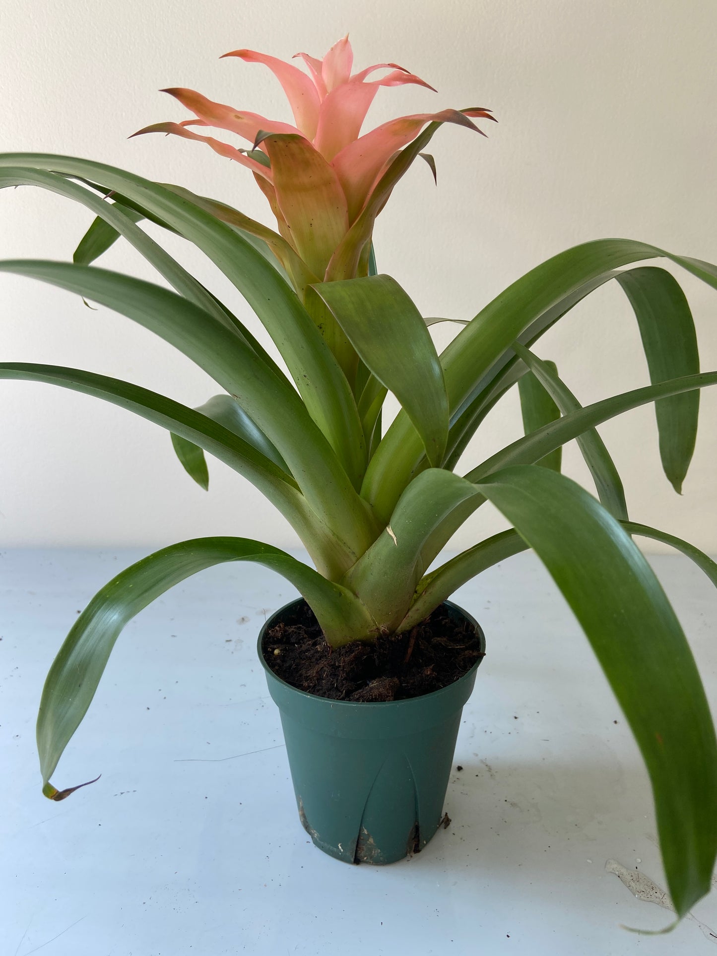 Bromeliad Plant - 5" Container