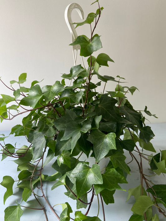 Algerian Ivy Plant - 8" Hanging Container