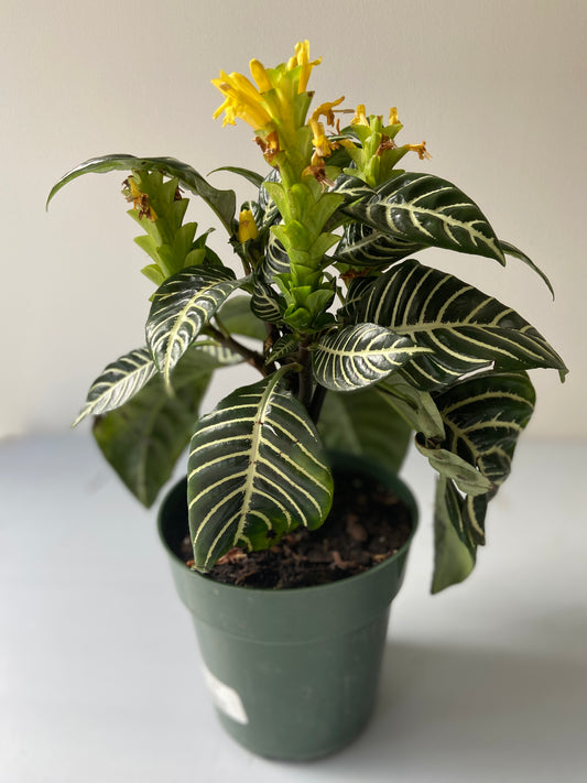 Aphelandra Dania "Zebra" Plant - 6" Container