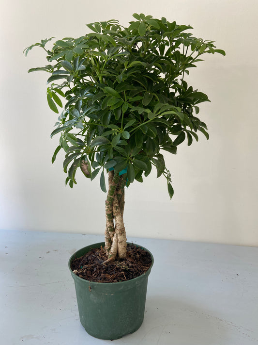 Braided Arboricola Plant - 6" Container