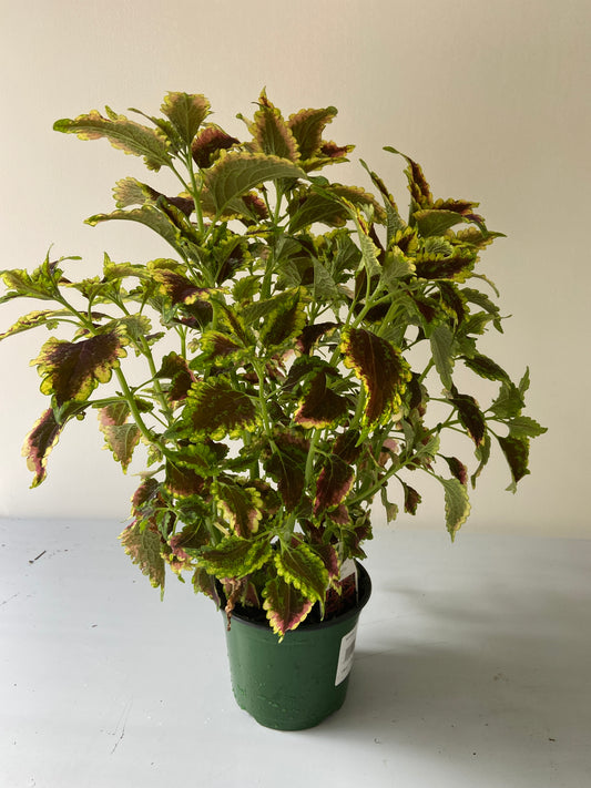 Coleus Plant - 6" Container