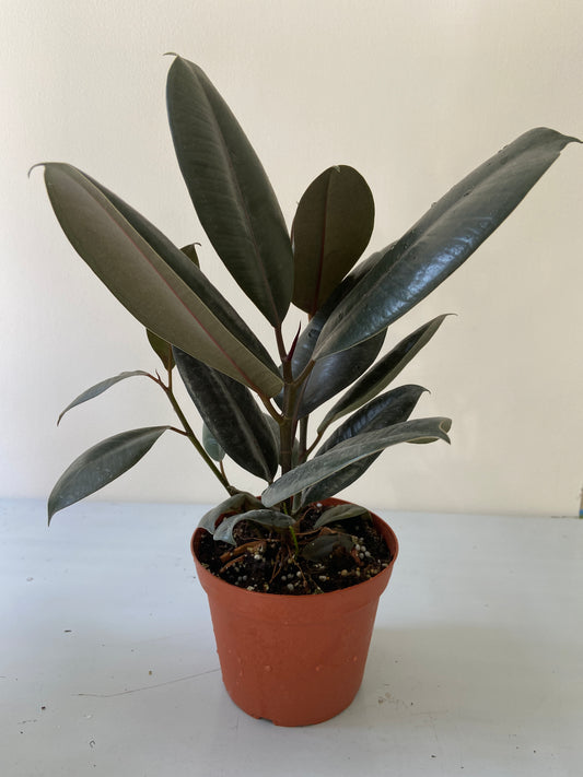 Ficus Elastica Burgundy "Rubber" Plant - 6" Container