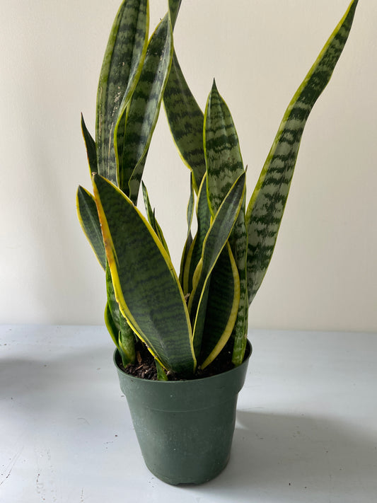 Sansevieria "Snake" Plant - 6" Container