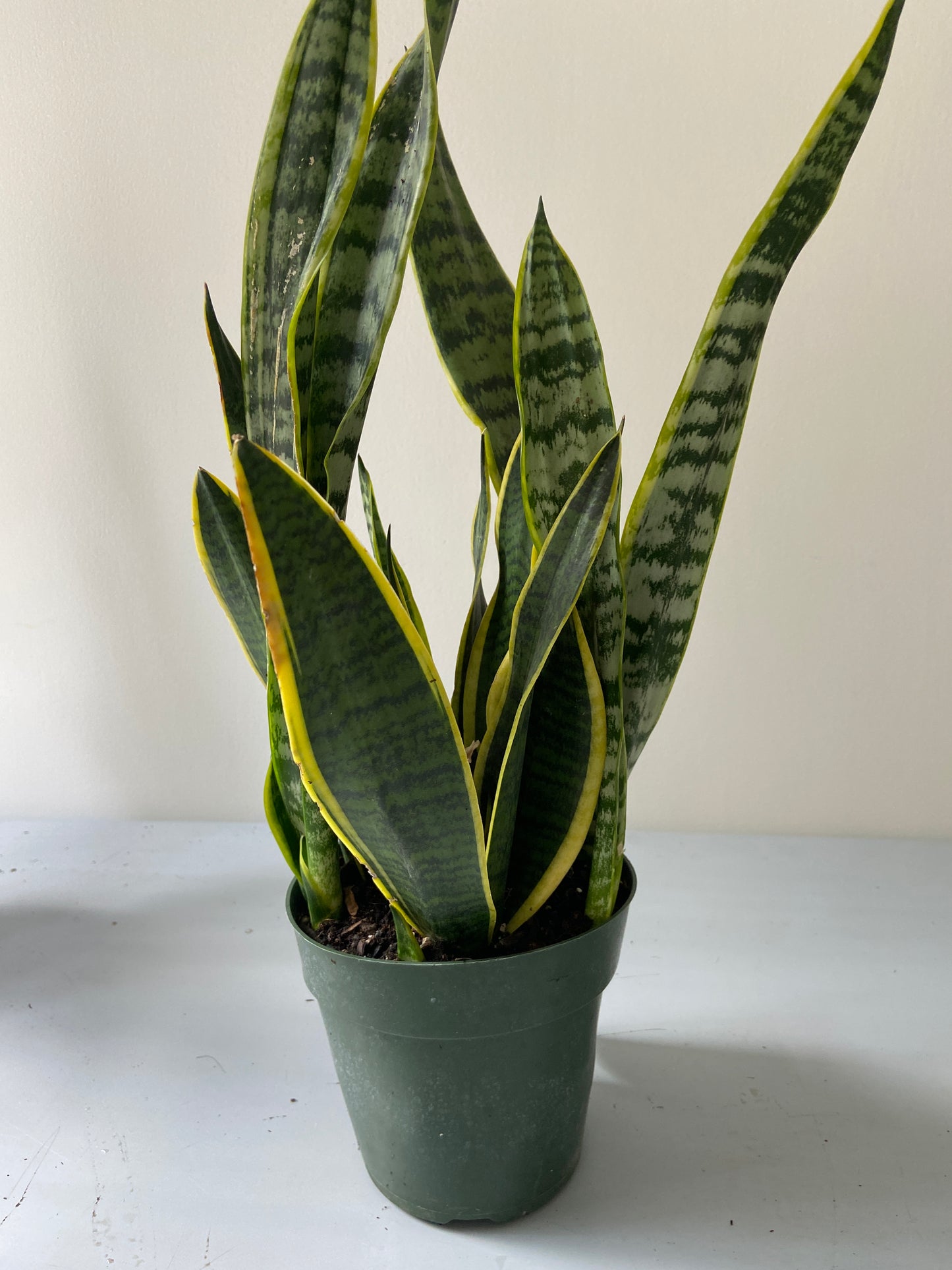 Sansevieria "Snake" Plant - 6" Container