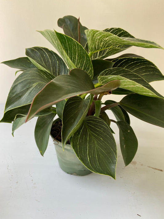Philodendron Birkin Plant - 6" Container