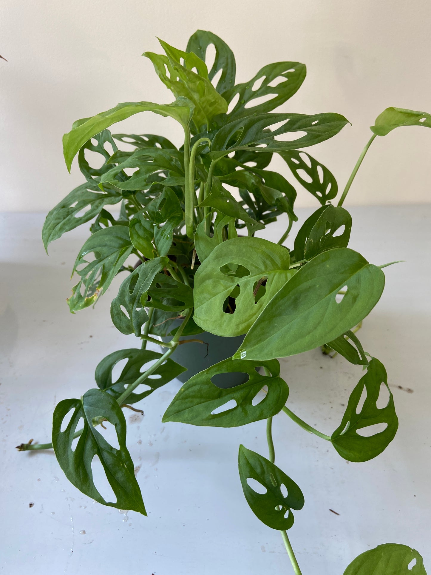 Monstera Adansonii "Swiss Cheese" Plant - 6" Hanging Container