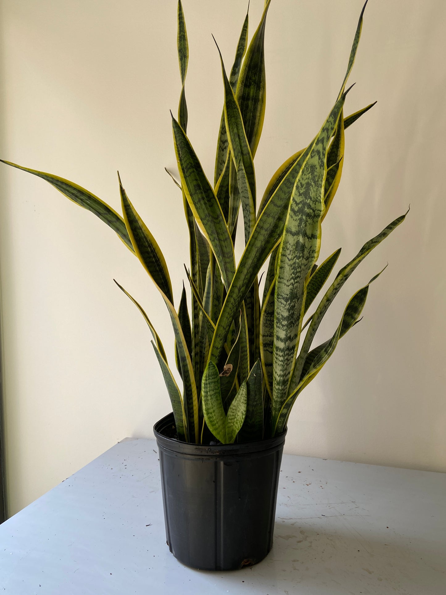 Sansevieria "Snake" Plant - 10" Container