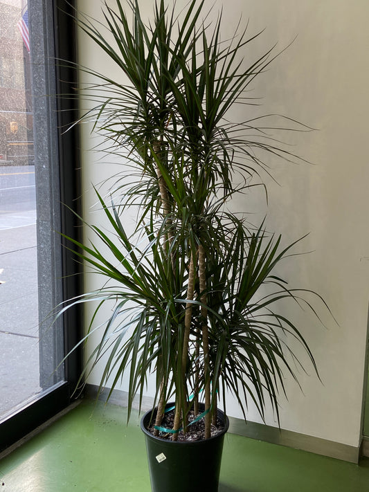 Dracaena Marginata Cane Plant - 14" Container