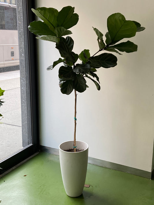 Ficus Lyrata Plant - XL 10" Container