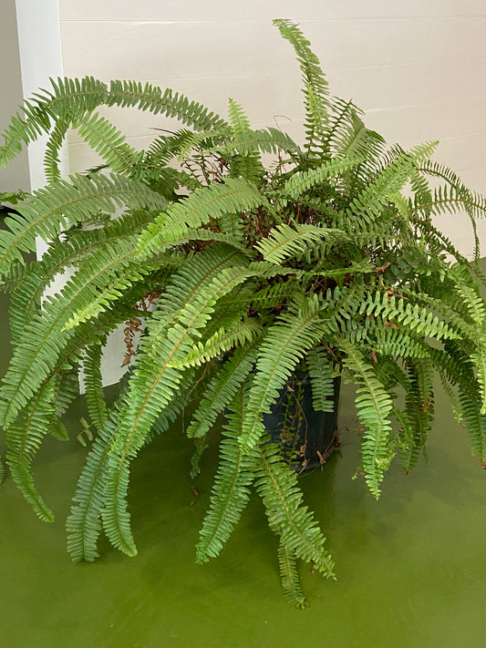 Boston Fern Plant - 10" Container