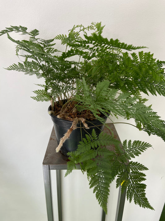 "Rabbit's Foot" Fern Plant - 6" Container