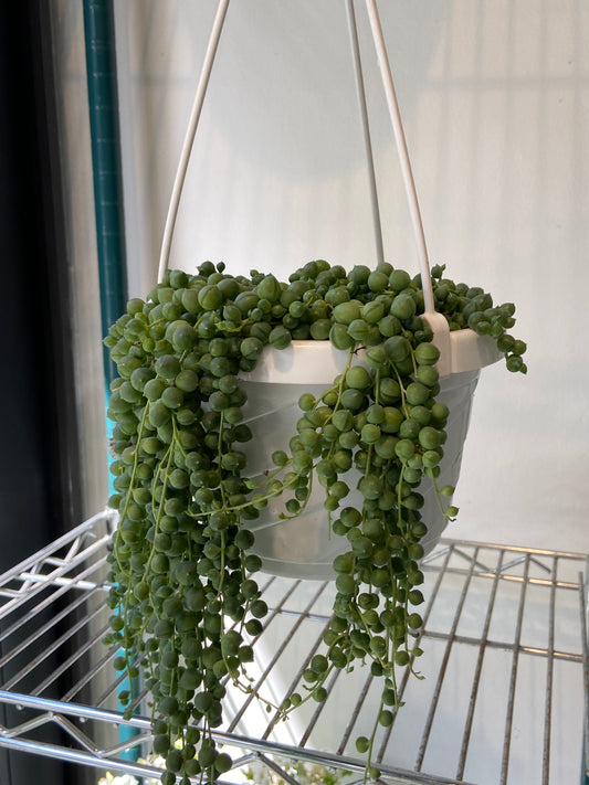 Senecio Rowleyanus "String of Pearls" Plant - 6" Hanging Container