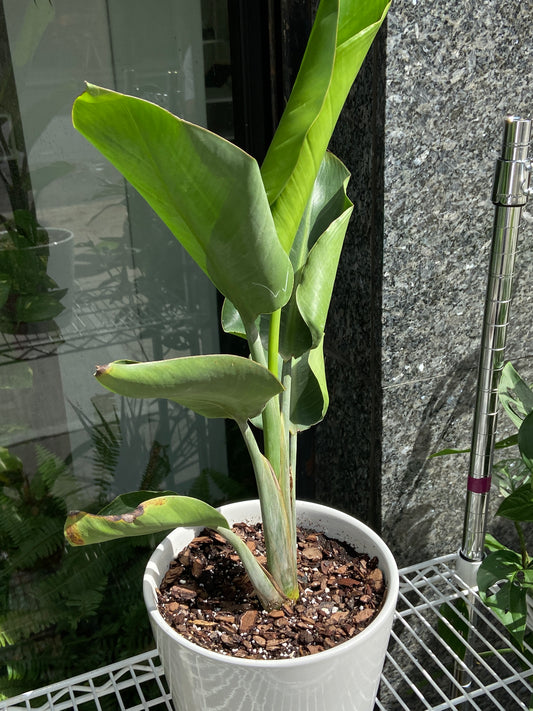 Bird of Paradise Plant - 8" Container