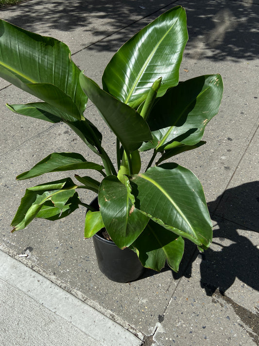 Bird of Paradise Plant - 10" Container