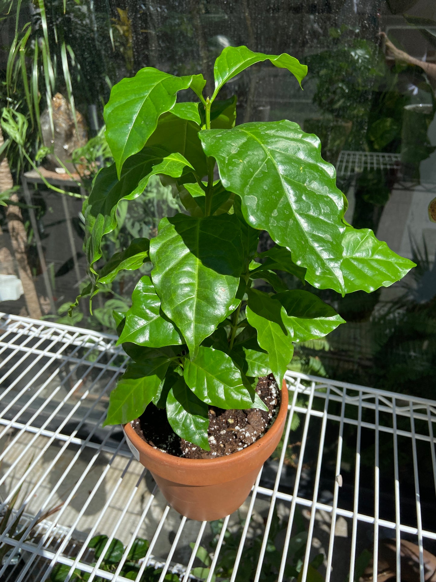 Coffee Arabica Plant - 6" Container