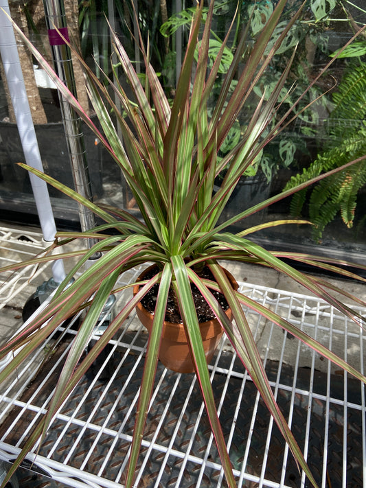 Dracaena Marginata Plant - 4" Container