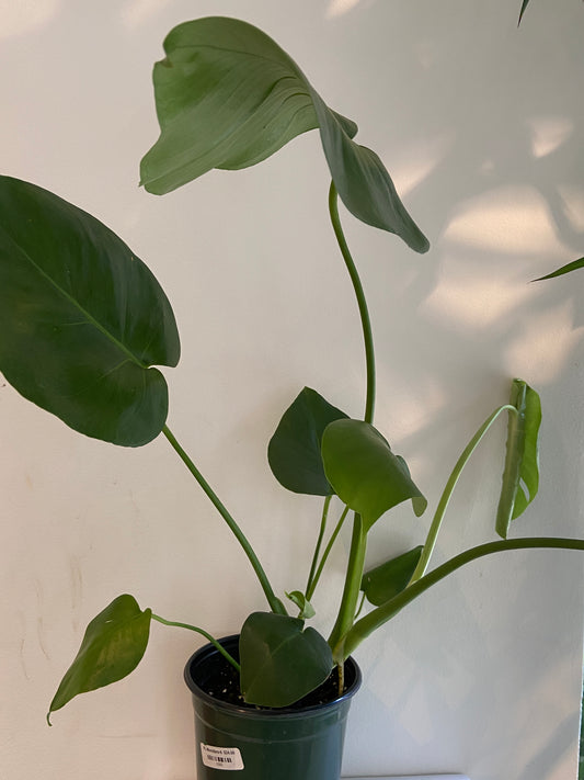 Monstera Deliciosa "Swiss Cheese" Plant - 6" Container