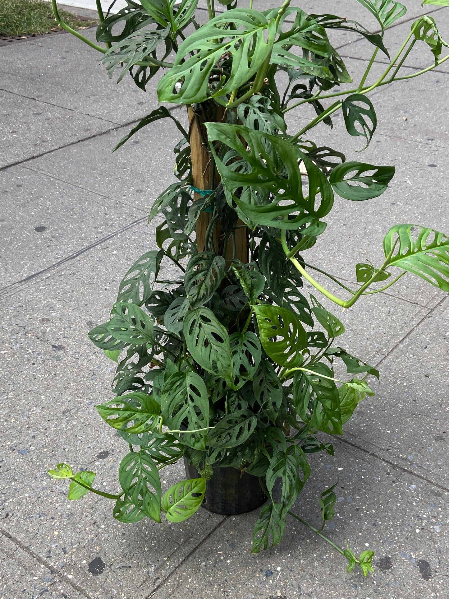 Monstera Adansonii "Swiss Cheese" Plant - 8" Pole Container