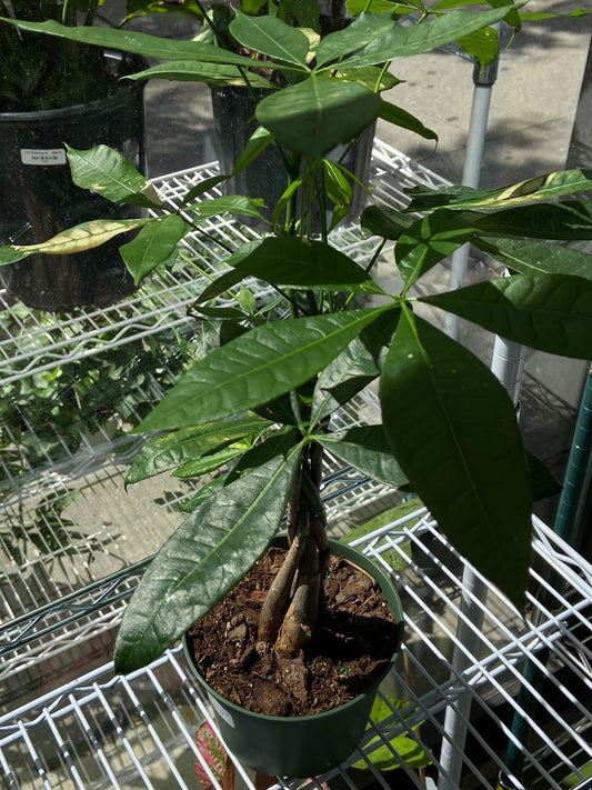 Pachira Aquatica "Money Tree" Plant - 6" Container