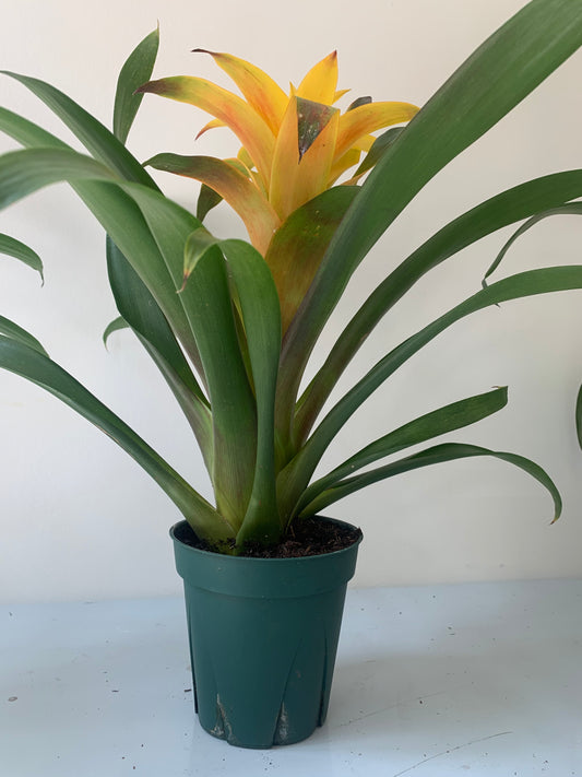 Bromeliad Plant - 5" Container