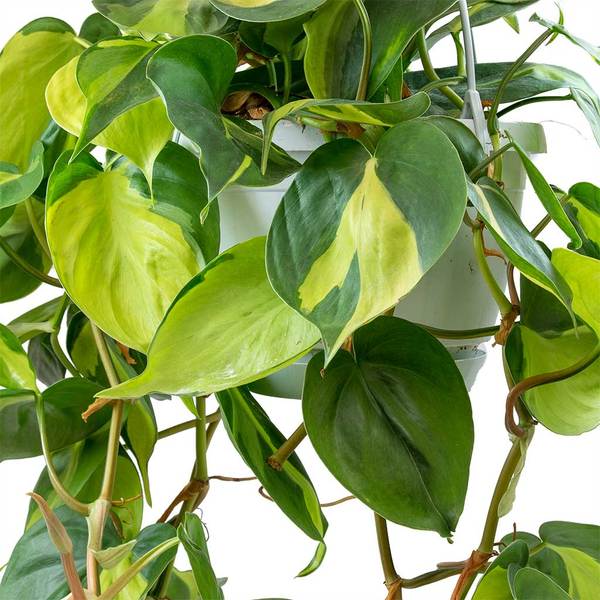 Philodendron "Brazil" Plant - 6" Hanging Container