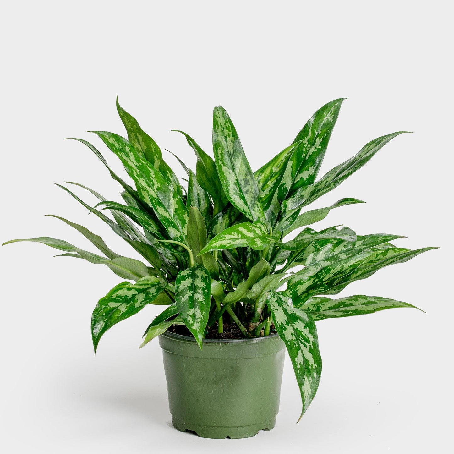 Aglaonema "Chinese Evergreen" Plant - 6" Container