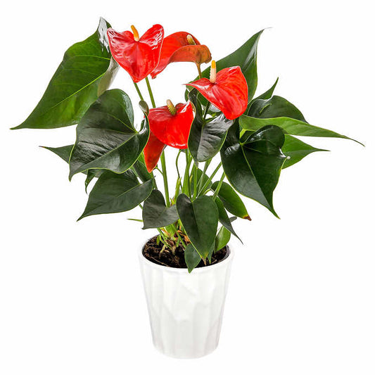 Anthurium Plant - 4" Container