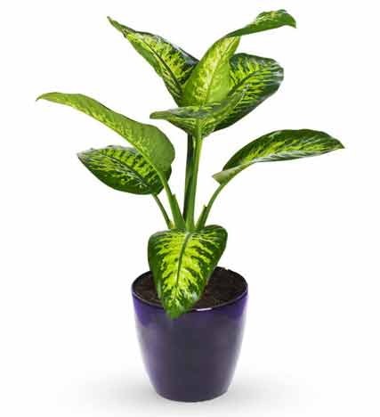 Dieffenbachia "Dumb Cane" Plant - 4" Container