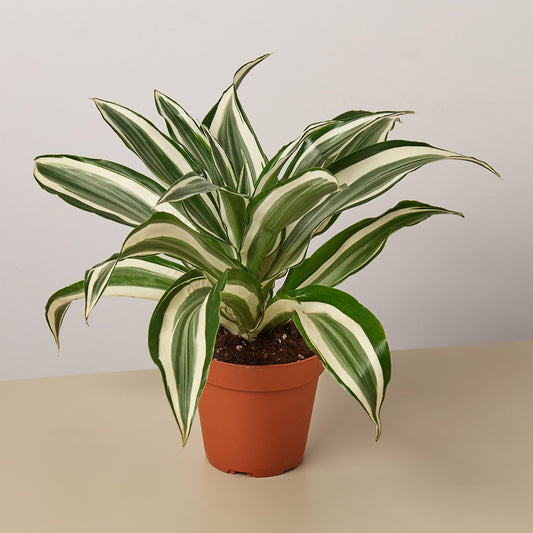 Dracaena Warneckii "White Jewel" Plant - 4" Container