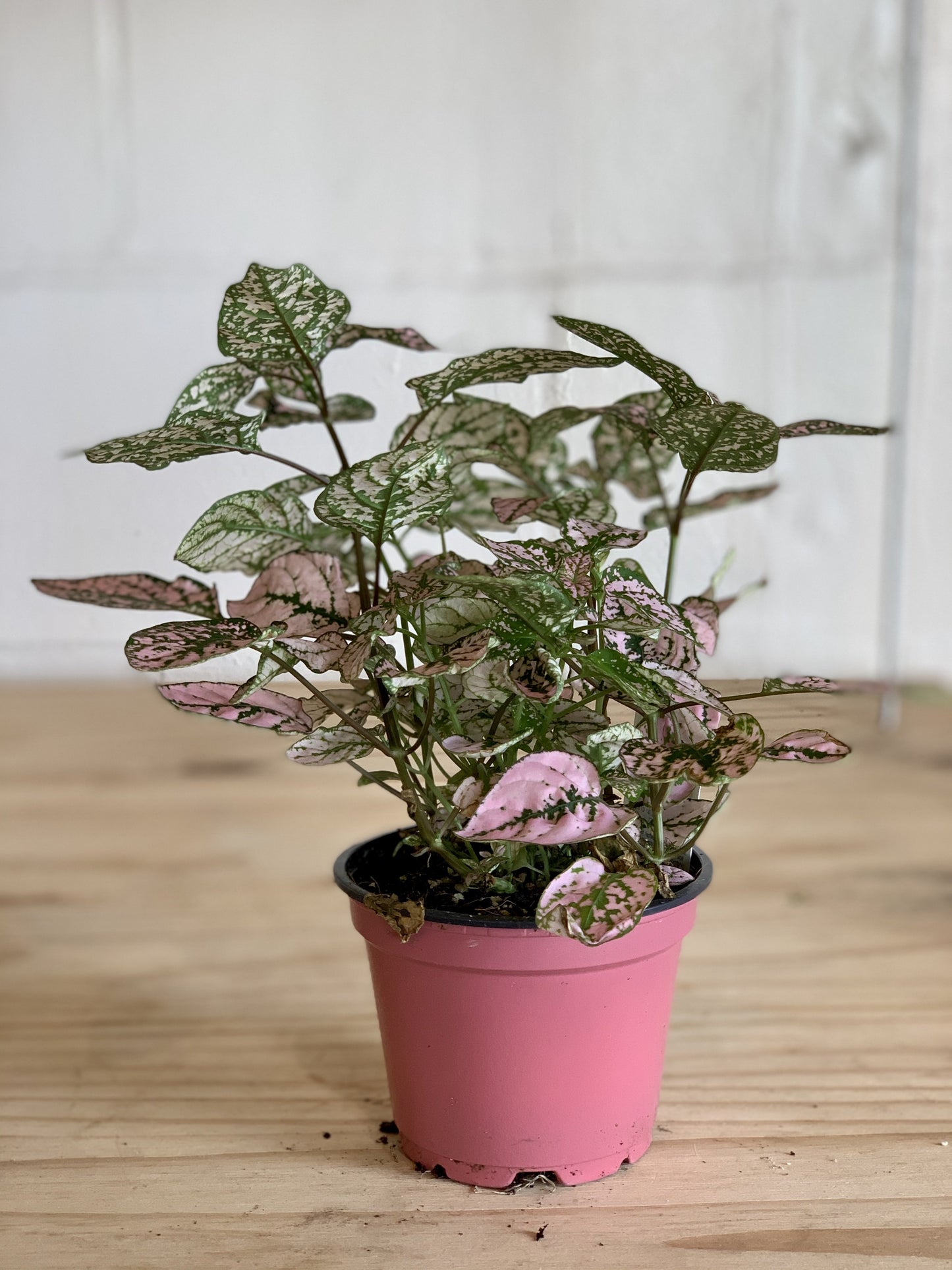Hypoestes "Polka Dot" Plant - 4" Container