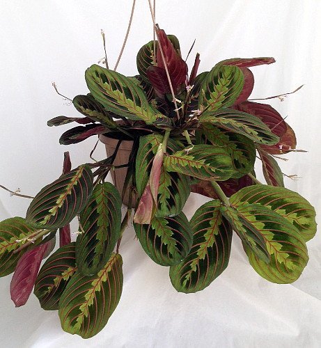 Maranta Leuconeura "Prayer" Plant - 6" Hanging Container